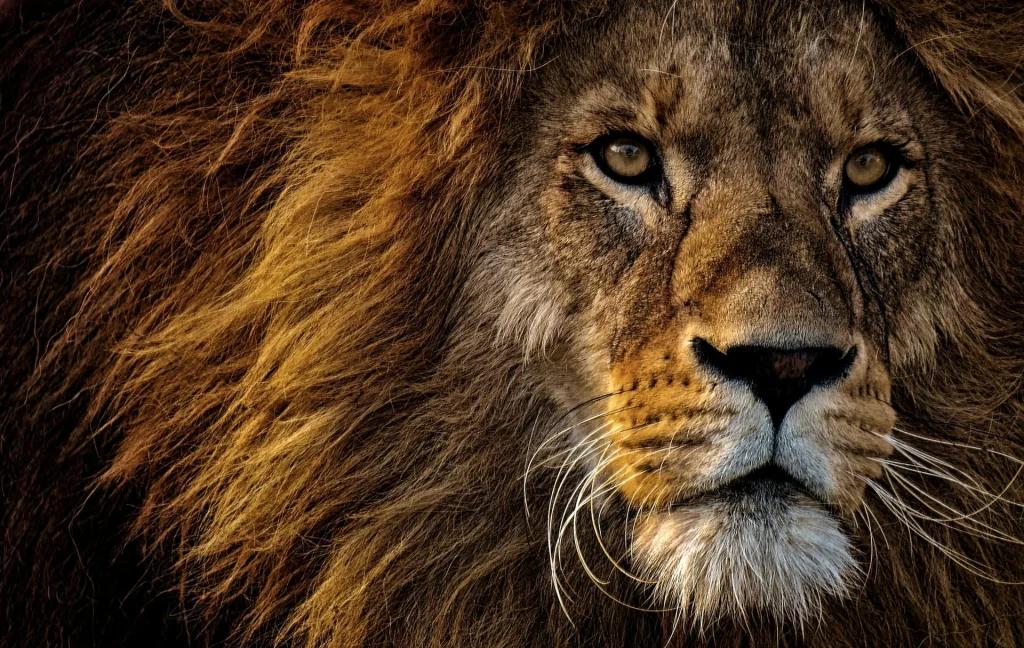 PUBLISHED THOUGHT-LEADERSHIP | READY TO REPURPOSE | SIMILAR COPY AVAILABLE | IMAGERY INCLUDED

The killing of lions Cecil and Blondie highlights the moral and ecological costs of trophy hunting today.