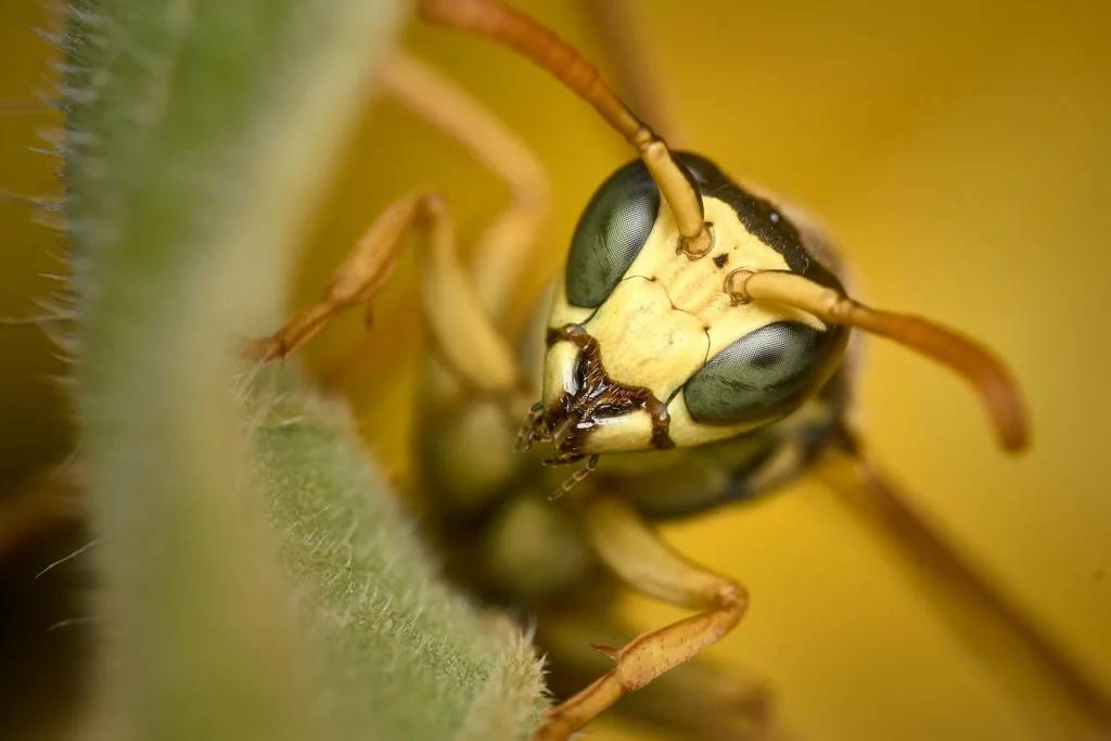 PUBLISHED THOUGHT-LEADERSHIP | READY TO REPURPOSE | SIMILAR COPY AVAILABLE | IMAGERY INCLUDED

2025’s insect boom in the UK signals hope for ecosystems, benefiting gardens, crops, and biodiversity recovery.